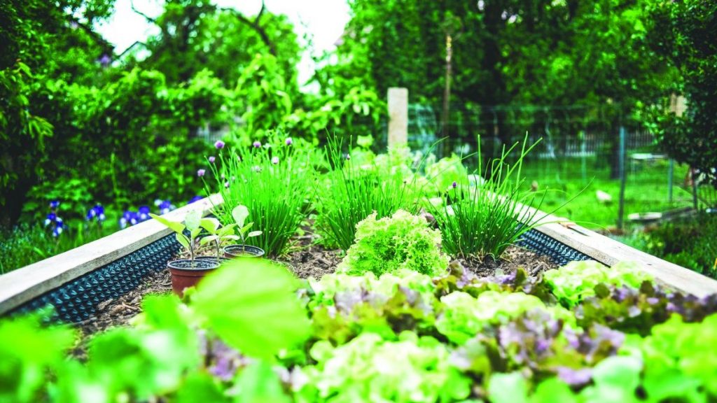 5 tips to get your garden started